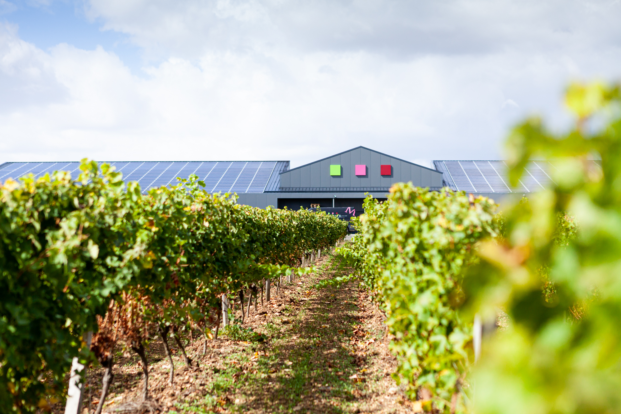 Vignoble Mercier vigneron en Vendée (85)