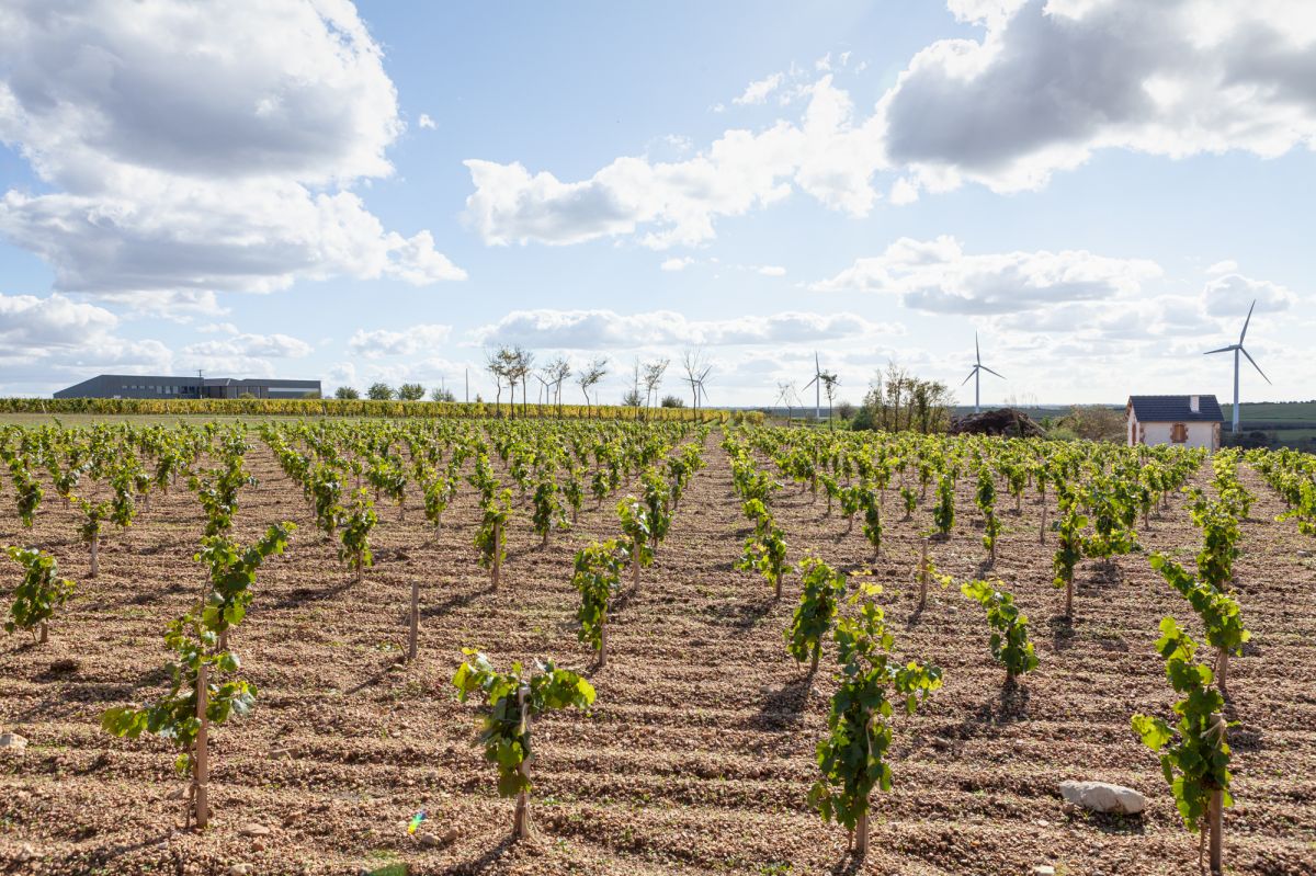 Le Domaine est certifié Haute Valeur Environnementale