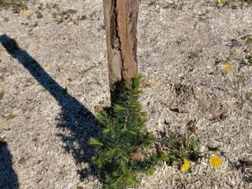 Des Cèdres du Liban sur le Domaine ! 
Cet arbre majestueux est un peu l'équivalent de notre Chêne National. Originaire du Liban, il semble parfaitement...