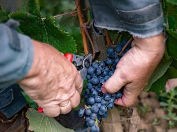 Les vendanges sont déjà bien avancées au Domaine et nous venons tout juste de récolter la Négrette destinée aux rouges en AOC Fiefs Vendéens. Ce millésime...