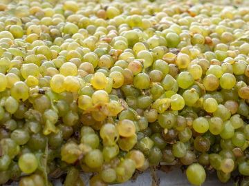 Premiers coups de sécateurs au Domaine ! 2024 s’annonce moins généreux mais la qualité semble au rendez-vous ! L’équipe vigne a su éviter les nombreux pièges...