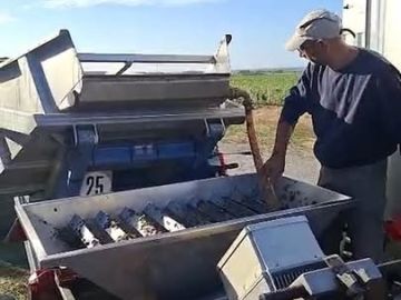 Record battu pour la date de début des vendanges 2026 pour notre Domaine !
Nous sommes systématiquement les premiers à commencer les vendanges dans la Loire...